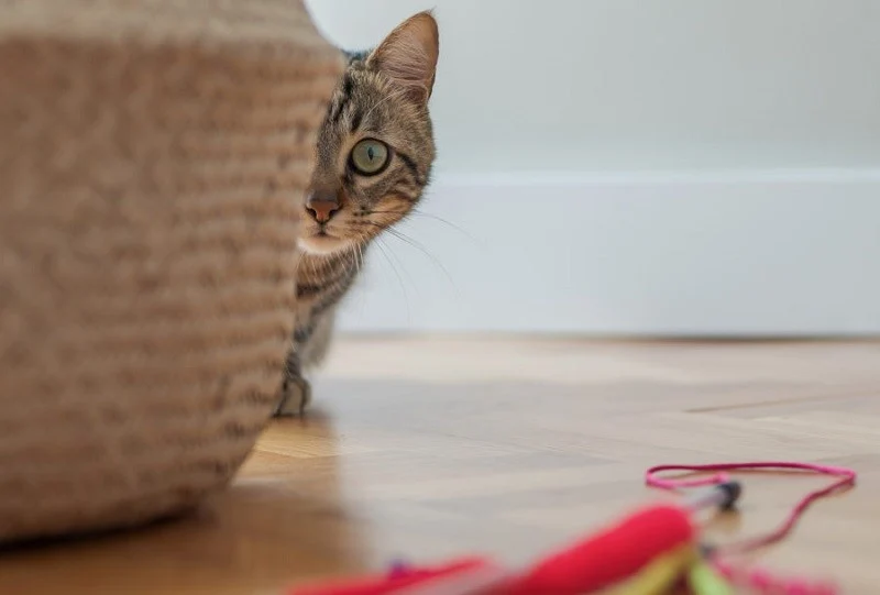 بازی با گربه